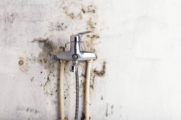 Best Affordable Mold Removal  in Surf City, NJ