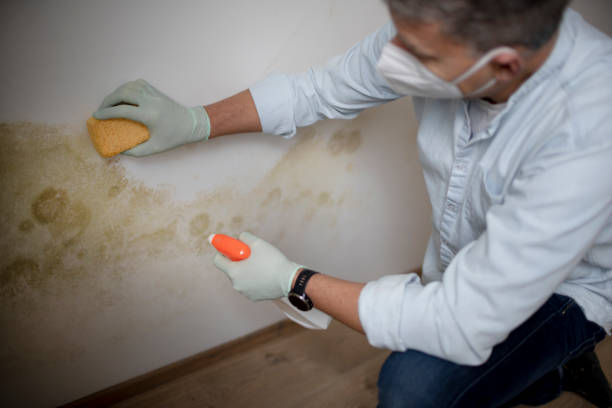 Best Residential Mold Removal  in Surf City, NJ