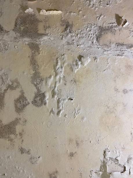 Best Professional Mold Removal  in Surf City, NJ