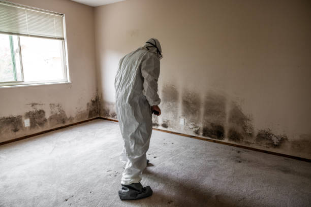 Professional Mold Removal in Surf City, NJ