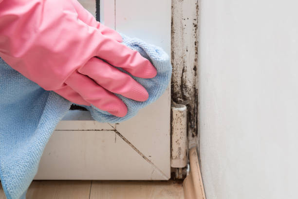 Crawl Space Mold Removal in Surf City, NJ