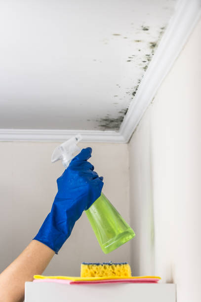 Best Mold Damage Repair  in Surf City, NJ