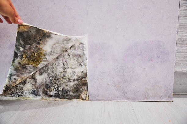 Best Fast Mold Removal  in Surf City, NJ